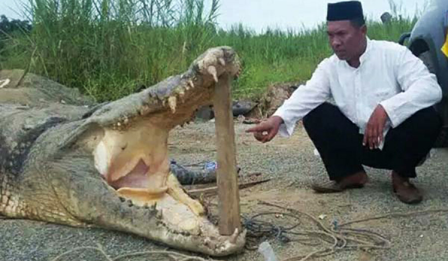 NGERIII ... Buruh Sawit Tewas Dimangsa Buaya, Jenazah Ditemukan Tanpa Kepala