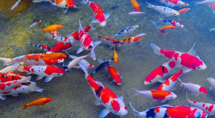 Ilustrasi ikan hias ( Foto: Ist)