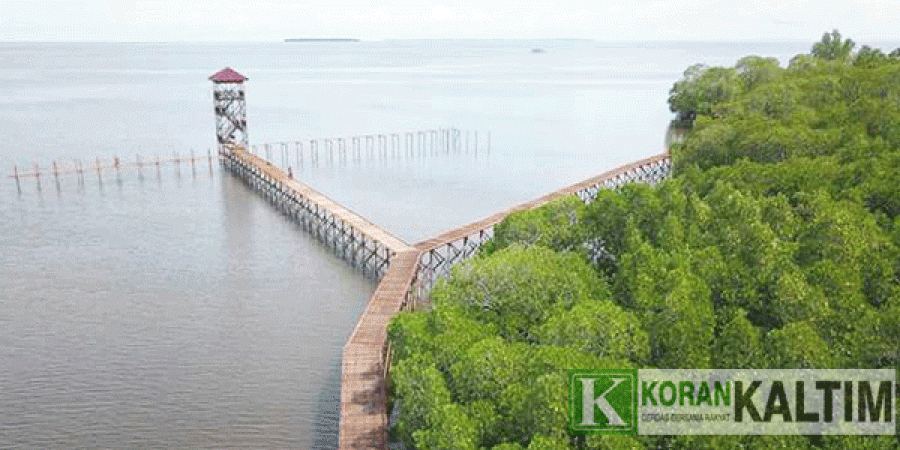 Hutan Mangrove di Tanjhuing Batu, berau yang jadi destinasi wisata baru di Kabupaten Berau. (Foto: INDra/korankaltim.com)