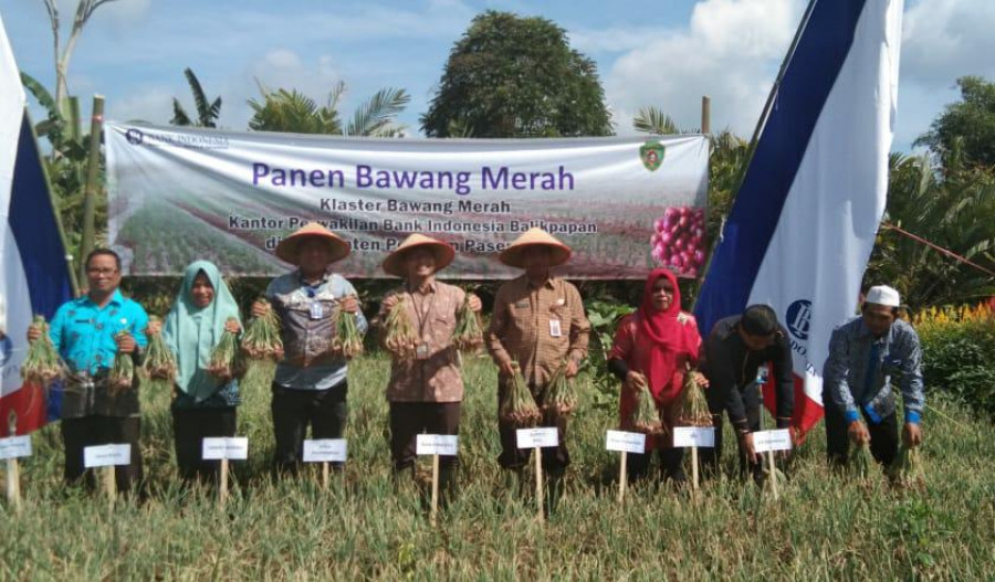 Salah satu lahan perkebunan klaster bawang binaan BI yang berhasil panen beberapa waktu lalu di Kabupaten Penajam Paser Utara. (Istimewa/KoranKaltim.Com)