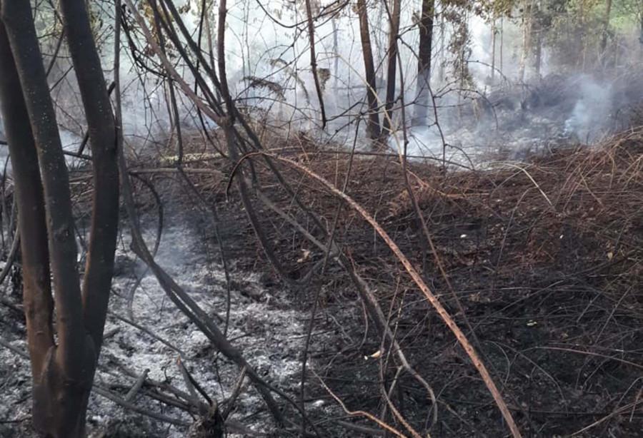 Akibat pembakaran lahan, 10 hektare lahan Bulungan habis terbakar. ( Foto: Istimewa )