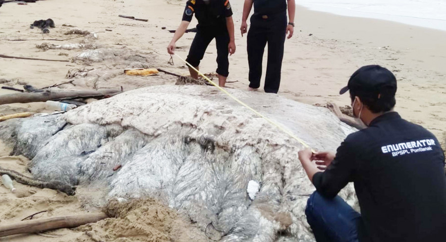 HEBOH Bangkai Hewan Misterius di Pantai Nibung Indah Bunyu
