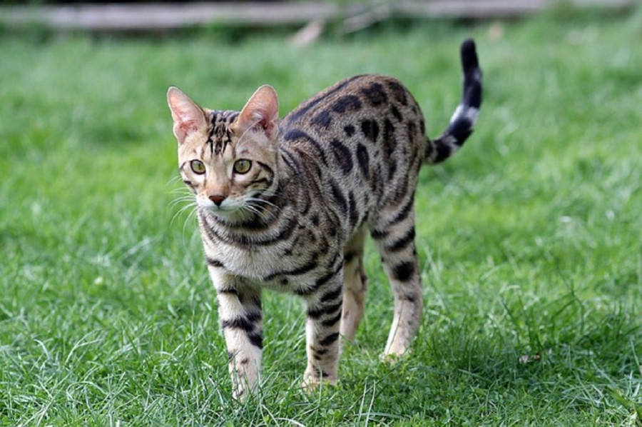 Fakta Mengejutkan, Kucing Ternyata Pembunuh yang Ganas