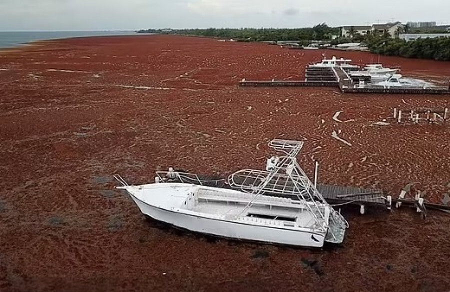 Lupakan Liburan Musim Panas ke Laut Karibia, Ini Penyebabnya
