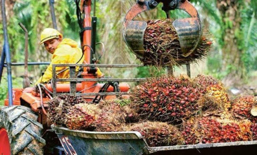 Imbas Pengawasan Nasional, 32 Perusahaan Sawit Kaltim Dimintai Klarifikasi