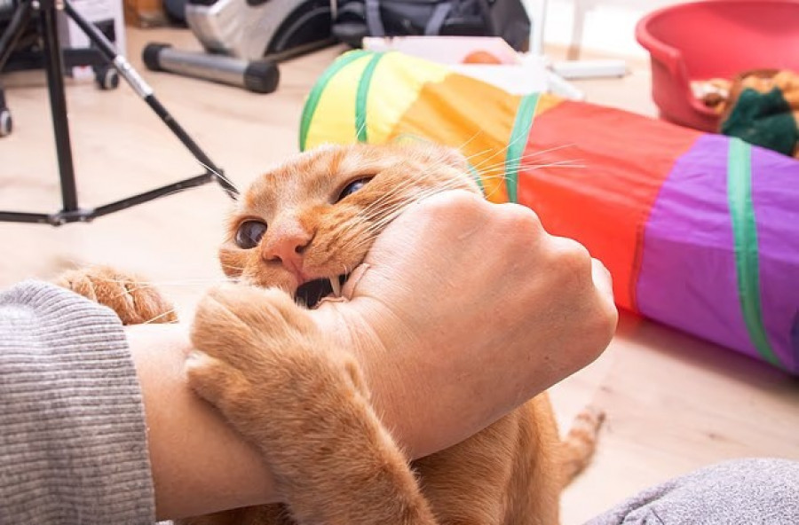 Pemilik kucing harus memamahi bahasa hewan itu, apakah siap diajak bermain atau menolak karena stres. (shutterstock)