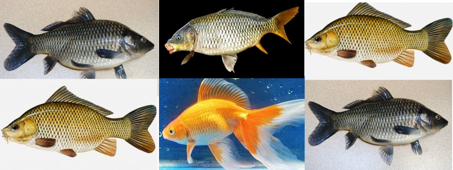 Jenis-jenis ikan mas ( Foto: istimewa)