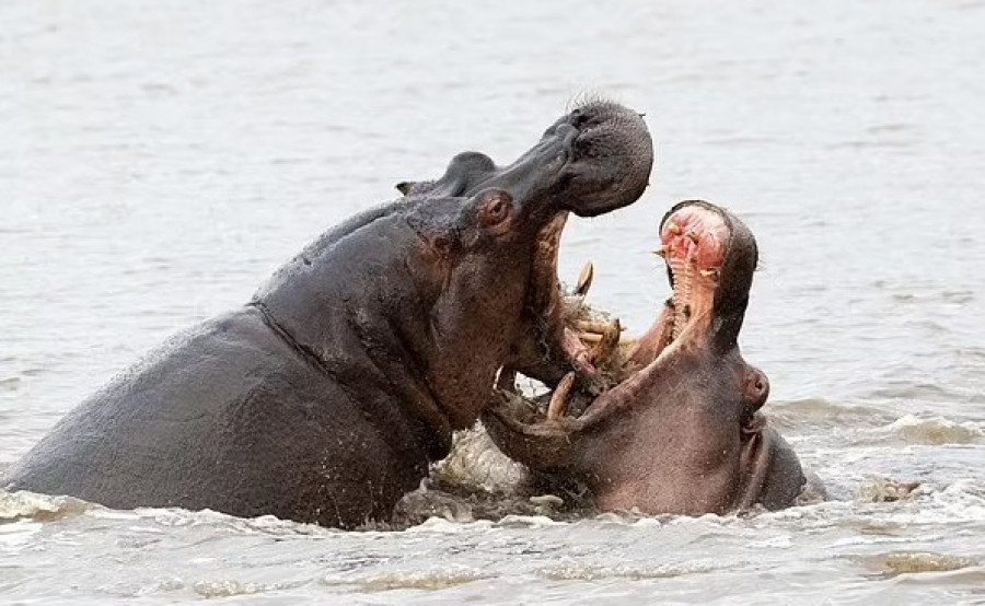 Dua kuda nil jantan dan betina yang berkelahi di depan para turis di Afrika. (Foto: dailymail)