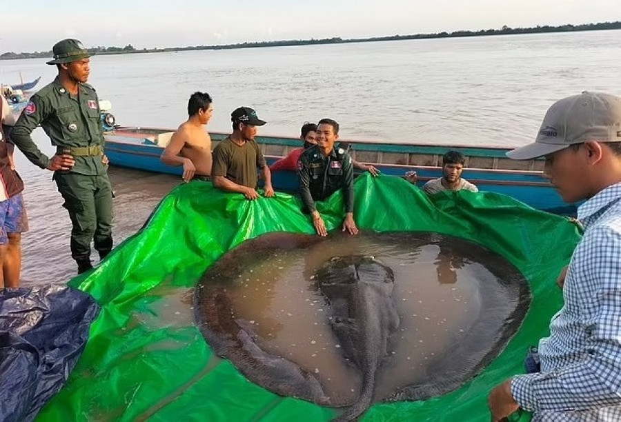 Ikan Pari Raksasa Terpancing Nelayan di Sungai Mekong, Kamboja
