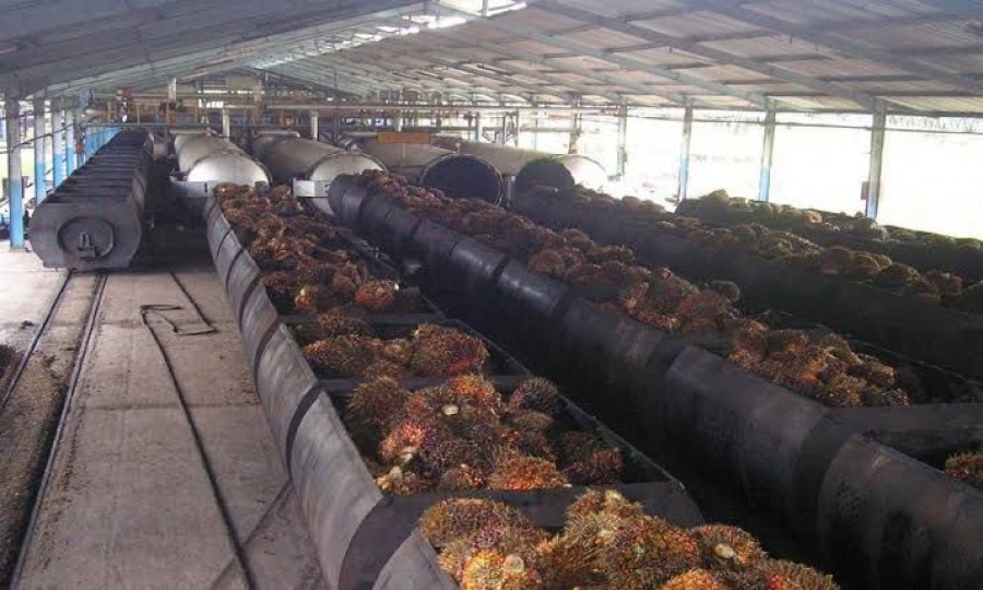 Pemprov Kaltim berupaya meningkatkan ekosistem investasi dengan membuka keran peluang hilirisasi perkebunan (istimewa).
