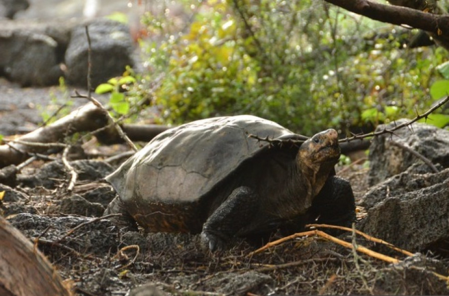Kura-Kura Berusia 116 Tahun Ditemukan di Kepulauan Galapagos