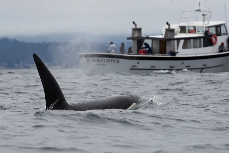 Orca, paus pembunuh yang diketahui mengincar kapal di sekitar Semenanjung Iberia dan para peneliti percaya menjadikan kapal sebagai latihan untuk memburu mangsa. (Foto: Gettyimages)
