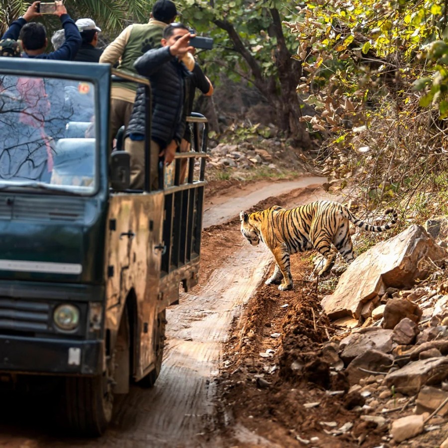Harimau di taman safari yang terus menerus jadi obyek wisatawan hingga mengancam kehidupan mereka di alam bebas. (alamy)