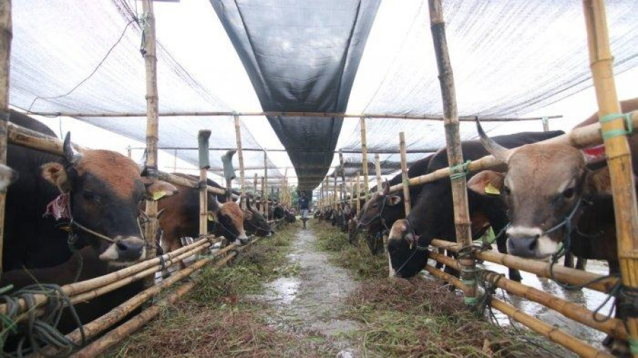 Stok Sapi dan Kambing Kurban di Kukar Cukup, Pilih Hewan Ber-SKKH untuk Pastikan Kesehatan