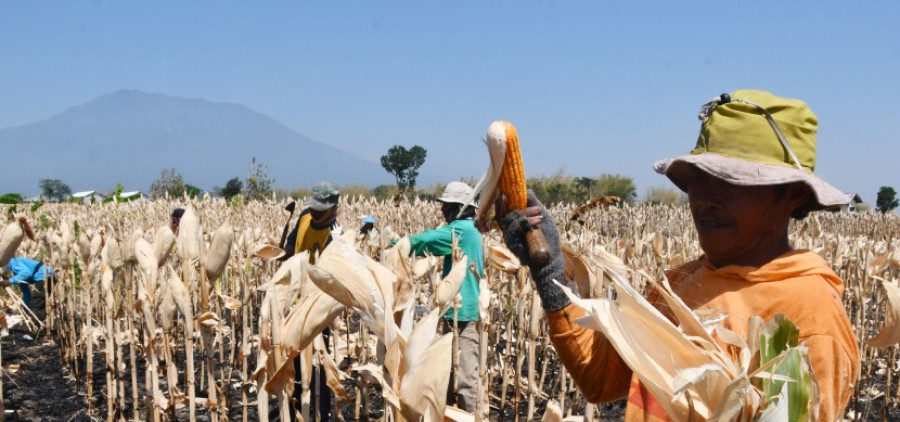 Pemerintah Impor Jagung 500 Ribu Ton Imbas Penurunan Produksi