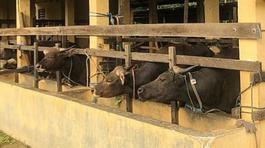Jelang Idul Adha Penjual Sapi Kurban di Tenggarong Mulai Ramai, Harga Mulai Rp17 Juta