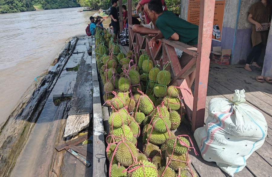 Lezat dan Manisnya Durian Desa Laham Mahulu, Beli Rp100 Ribu Bisa Dapat Enam Buah
