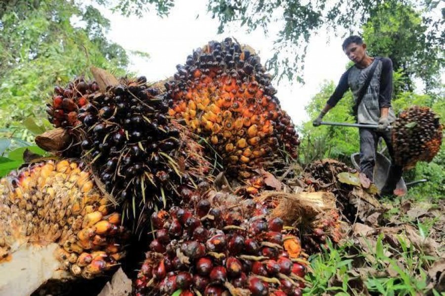 Harga TBS kelapa sawit Kaltim dikabarkan menurun. (Foto: Istimewa)