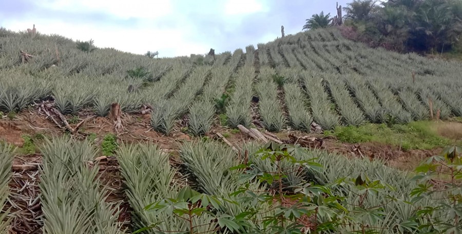 Serat Daun Nanas Kutim Diminati Pasar, Disperindag Dorong Hilirisasi