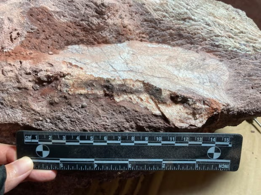 Hong Kong Temukan Fosil Dinosaurus Berusia Ratusan Juta Tahun