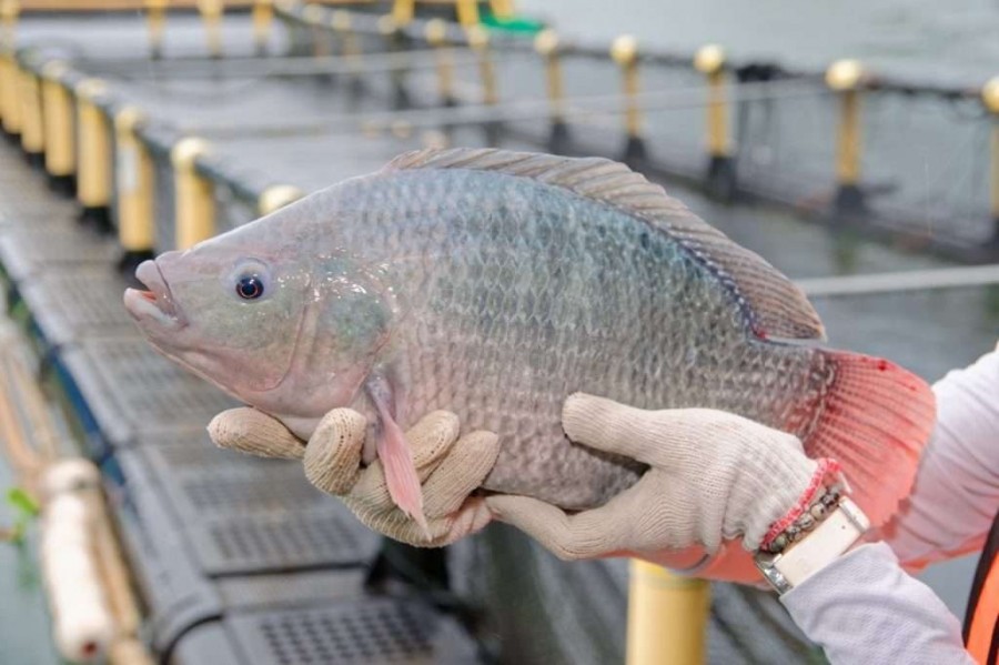 Ikan Nila, Chicken of the Sea dari Indonesia yang Berhasil Tembus Amerika Serikat dan Eropa