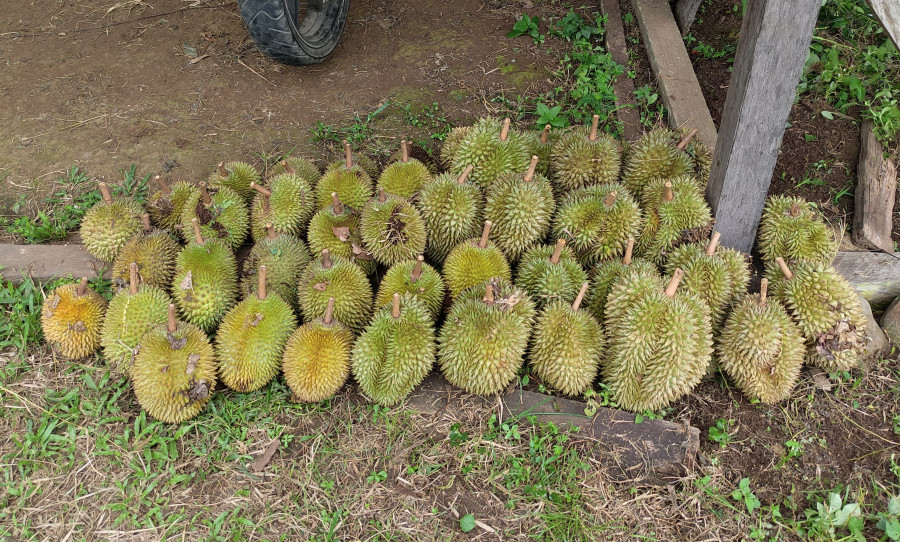 Durian Kutai Barat memasuki musim panen. (Foto: Istimewa)