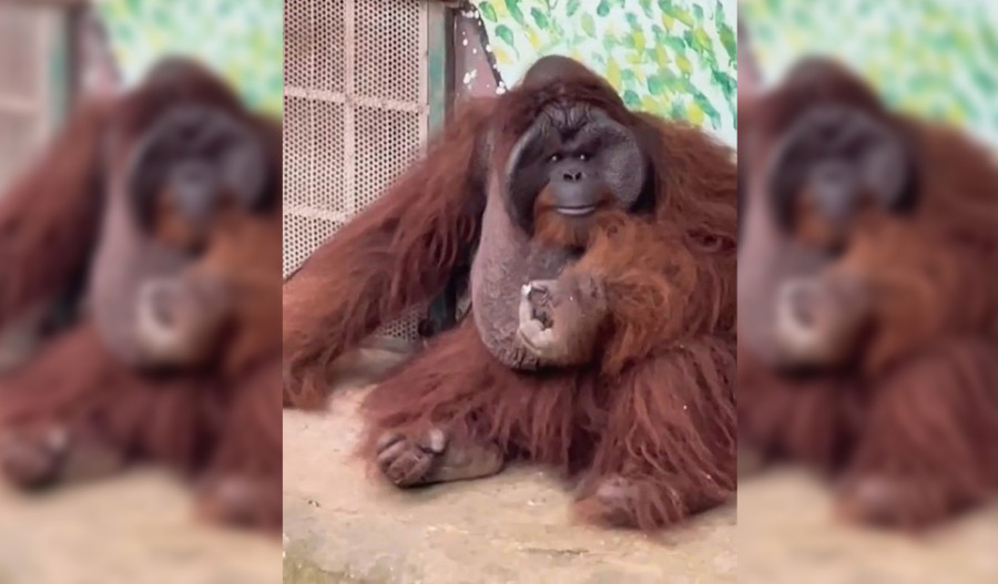 Video Orangutan Asal Kalimantan Merokok di Kebun Binatang Saigon Bikin Heboh Media Sosial