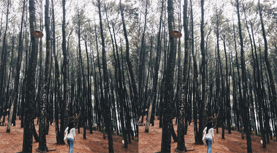 Hutan Pinus Pengger Bantul (Instagram/@zhellma_bharbharha)