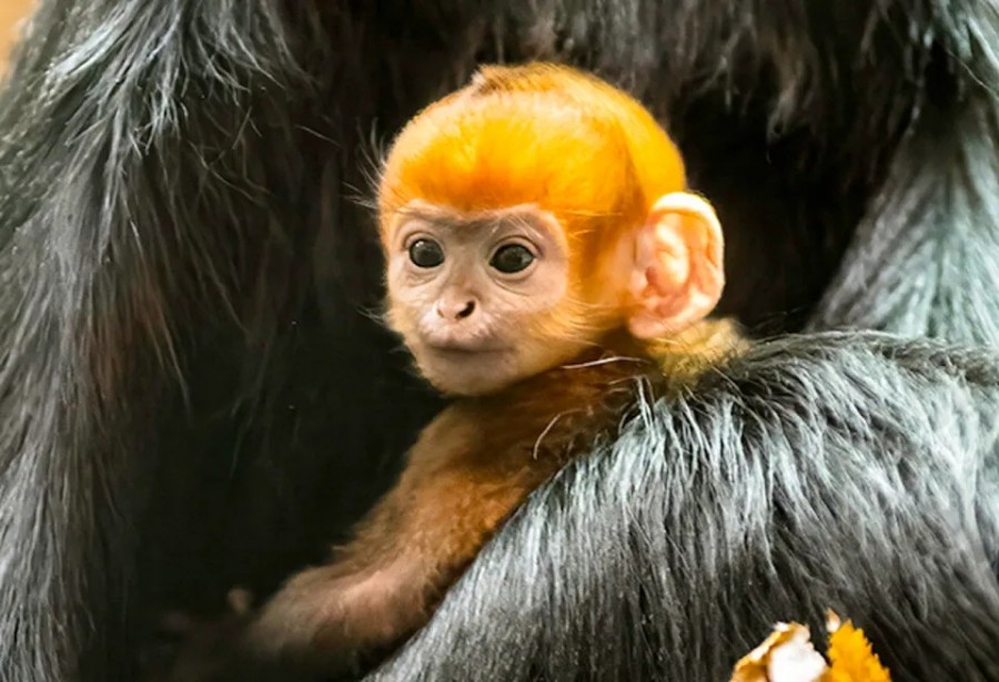 Francois, bayi berwarna jingga yang lahir di kebun binatang di Inggris. (Foto: thesun)
