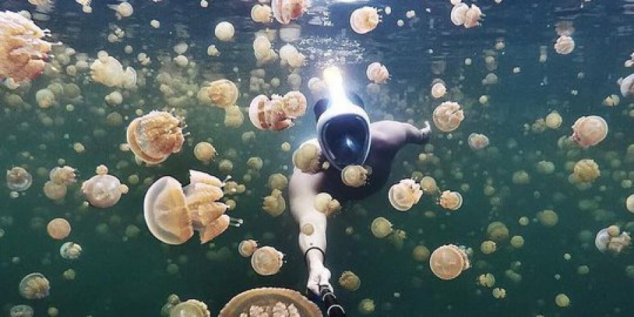 Ini Dia 9 Danau Ubur-ubur Cantik Milik Indonesia yang Paling Diburu Pelancong Dunia