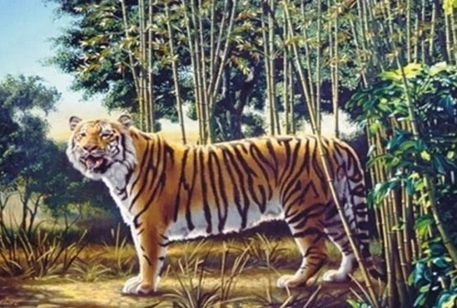 Ada Dua Harimau di Gambar Ini, Ilusi Optik Menyembunyikannya