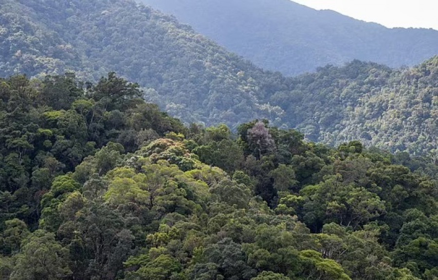 Pohon besar di hutan tropis Queensland Utara, kematiannya meningkat dua kali lipat lebih tinggi sejak tahun 1984 silam karena pemanasan global yang terjadi di dunia. (Foto: dailymail)