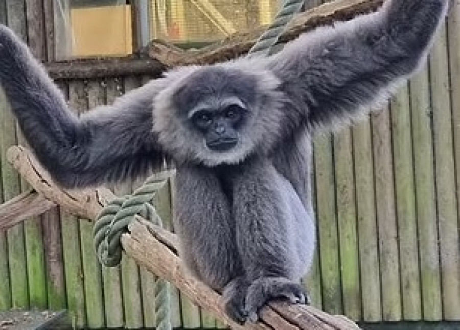 Dari Inggris, Owa Jawa dan Lutung Tempuh Perjalanan Ribuan Kilometer ke Indonesia