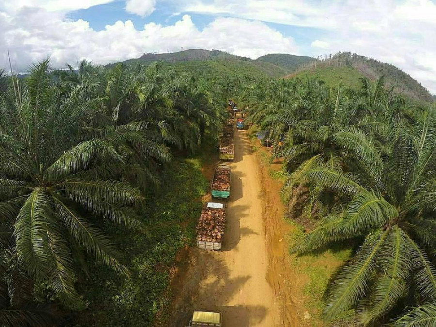 Perkebunan kelapa sawit memiliki potensi besar dalam industri hilirisasi di Kaltim (Istimewa)