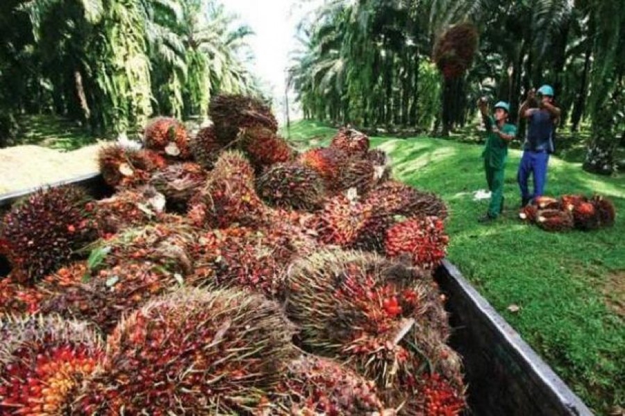 Kenaikan Harga Sawit Buka Peluang Peningkatan Kesejahteraan Pekebun di Kaltim