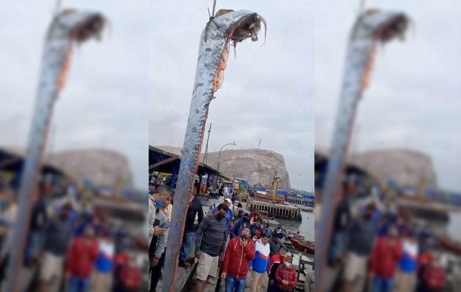 Nelayan di Arica Chile Tangkap Ikan Aneh, Prediksi Sesuatu Buruk Bakal Terjadi