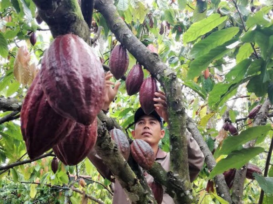Kakao Mahulu Menuju Pasar Global, Jadi Daya Tarik Negara Kanada