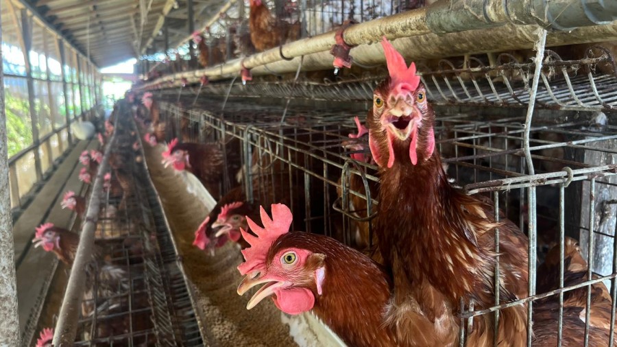 IRT di Tenggarong Menjerit, Harga Ayam Potong Tembus Rp80 Ribu per Kilogram