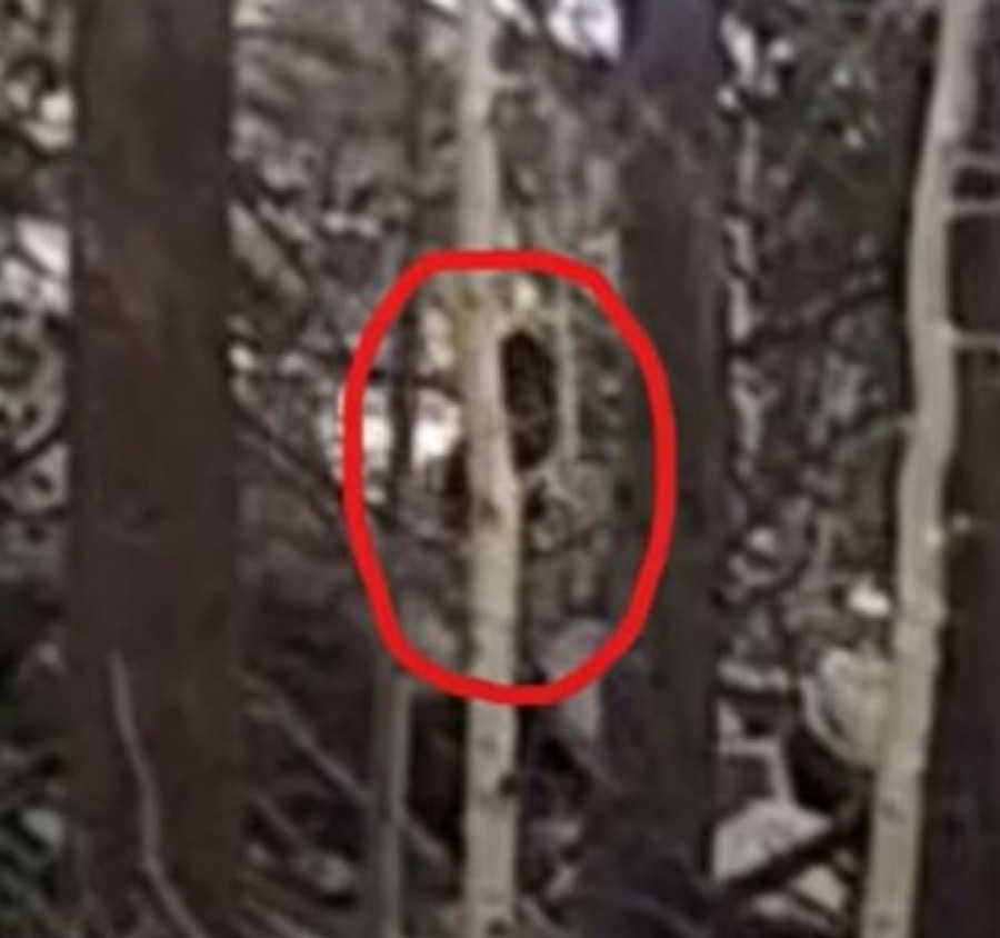 Meski tidak terlihat jelas, namun banyak orang yang melihat makhluk dalam hutan ini adalah Bigfoot, hewan mirip kera berukuran besar yang masih jadi misteri hingga saat ini. (gettyimages)
