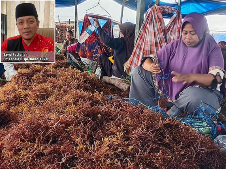 Ilustrasi Masyarakat petani rumput laut saat mengolah bahan baku. (Foto: Dok.Korankaltra)