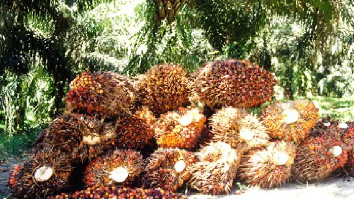 Harga TBS Sawit Produktif Sentuh Puncak, Tanaman Tua Mulai Alami Penurunan Nilai