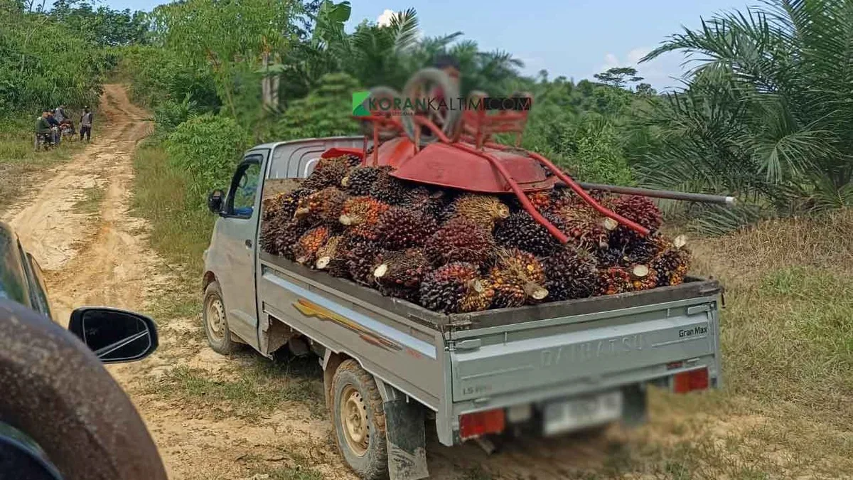 Disbun Kaltim Sebut B50 dapat Perkuat Serapan Sawit Rakyat