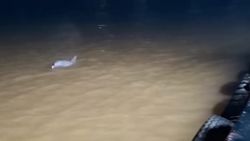 Tangkapan layar hewan yang di duga lumba-lumba saat berenang di aliran Sungai Mahakam. (Foto: Istimewa)