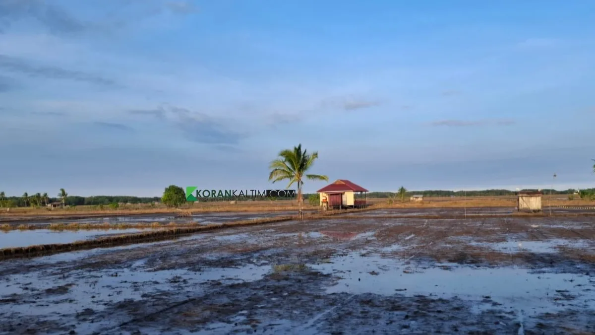Pemkab Kukar Dorong 4.587 Petani Milenial Perkuat Ketahanan Pangan