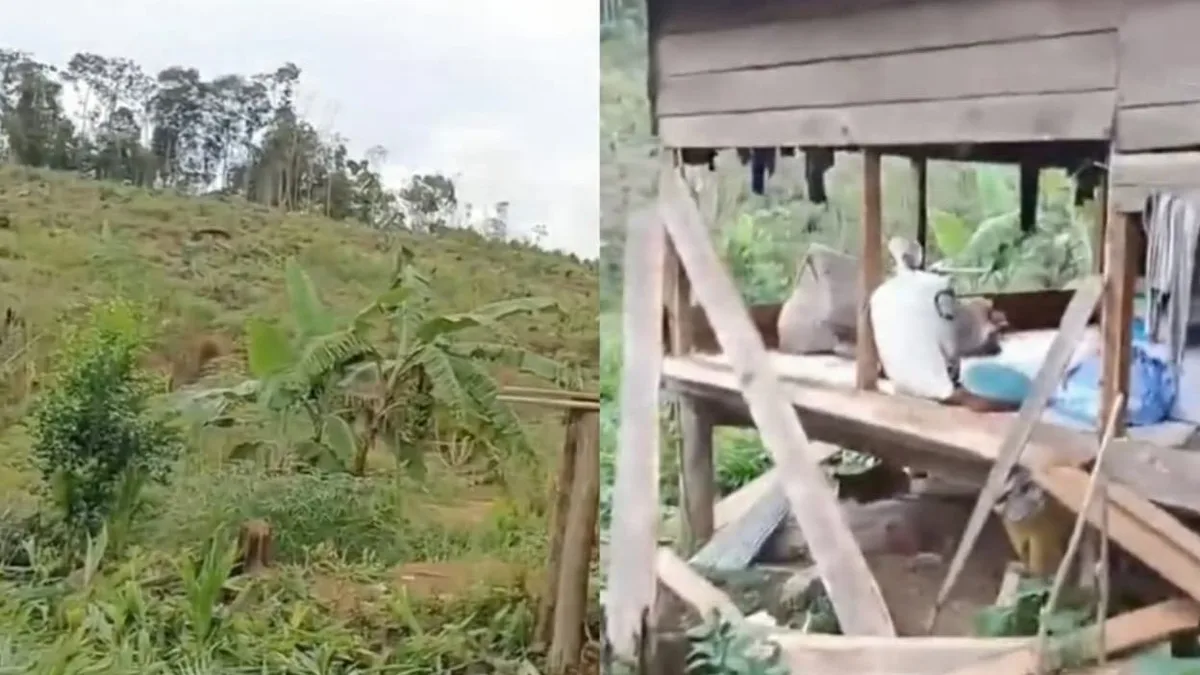 Petani Sawit di Jonggon Kukar Syok, Kebun Tiga Hektare Diduga Dirusak Orang Tak Dikenal