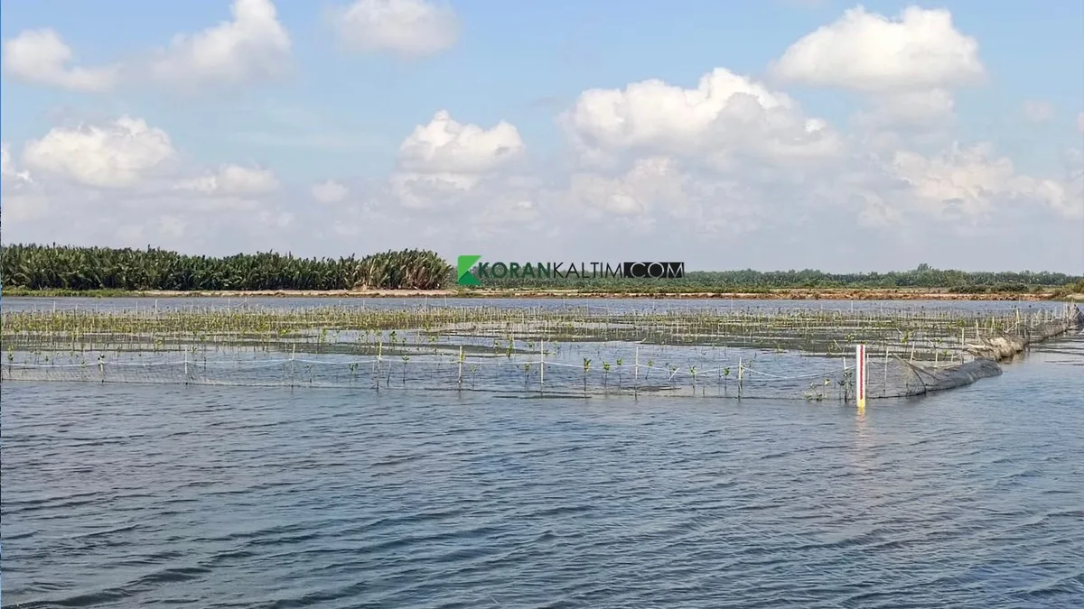 Salah satu tambak di kawasan Delta Mahakam yang mulai di tanami mangrove. (Foto: Surya/Korankaltim.com)