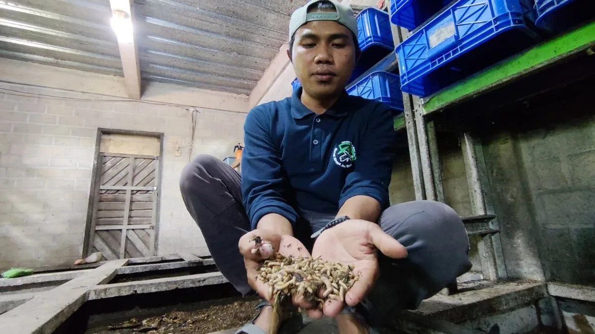 Sisa MBG Tak Terbuang, GMJB Jadikan Pakan Magot di Biokosmo
