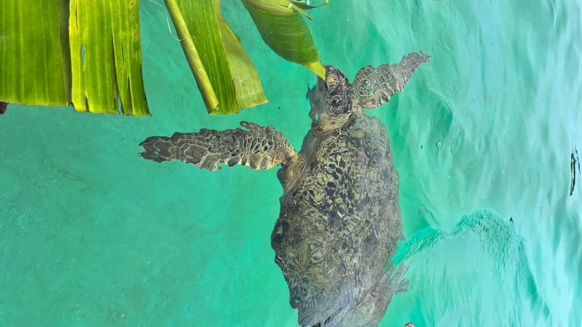 jejak penyu di kawasan Pulau Derawan yang populasinya terus terancam. (Indri/Korankaltim.com).