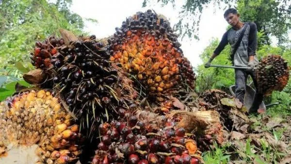 Ilustrasi Harga TBS kelapa sawit Kaltim dikabarkan menurun. (Foto: Istimewa)