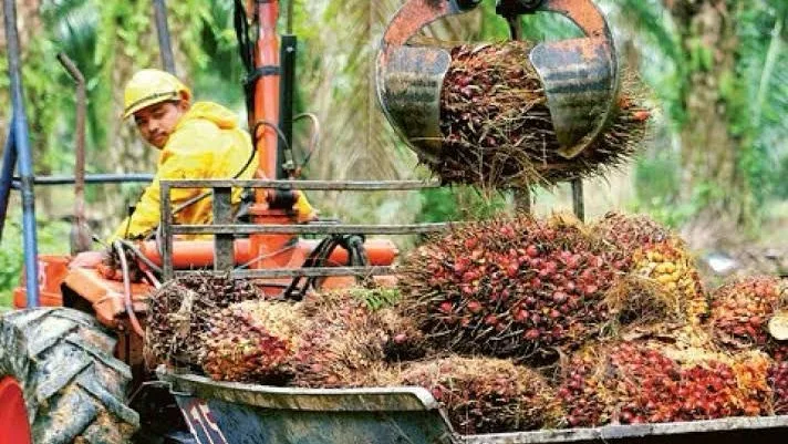 GAPKI Kaltim Dorong Kalimantan Jadi Penghasil Sawit Terbesar, Geser Sumatra